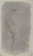 Willim Henry Fox Talbot Rosemary Twig oil painting artist